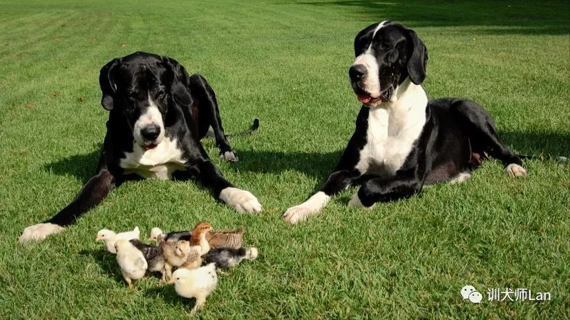 如何纠正狗狗爱追逐别人,狗狗总是追赶行人原因