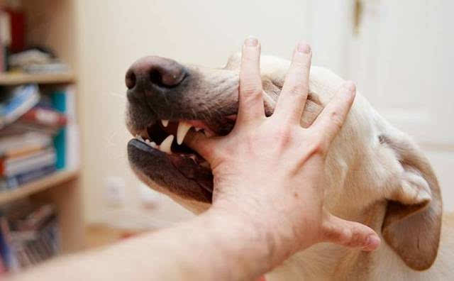 被家猫抓伤出血要打狂犬疫苗吗,猫狗抓伤不打狂犬疫苗会怎么办