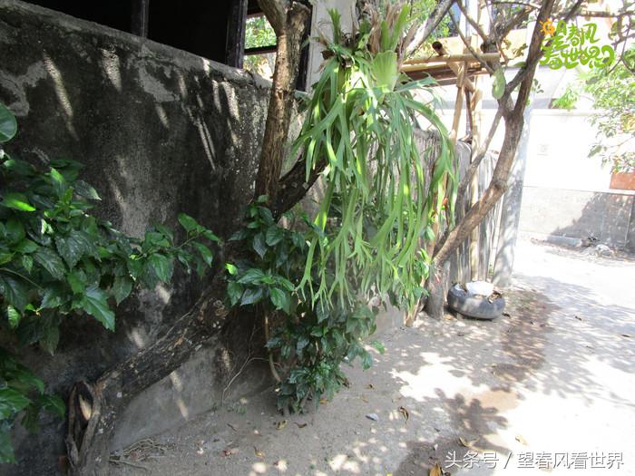 手绘旅行,东山岛旅游手绘游记