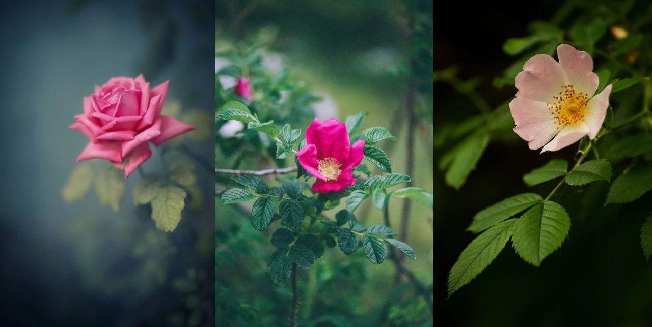 玫瑰月季和月季有区别吗,玫瑰月季如何区别品种图解