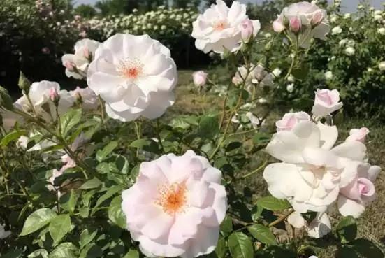 玫瑰月季和月季有区别吗,玫瑰月季如何区别品种图解