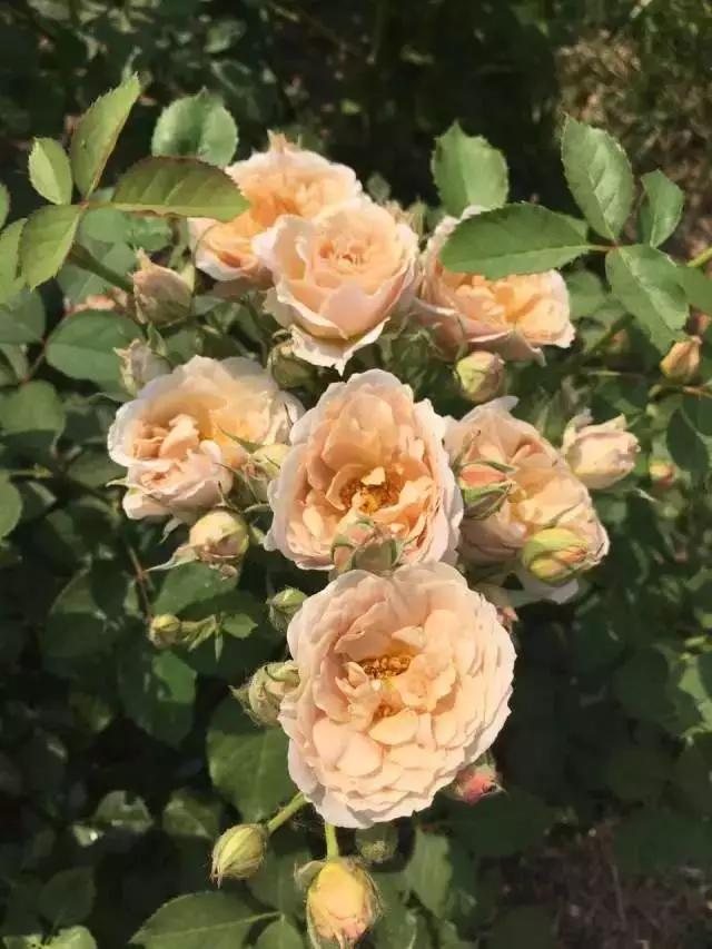 玫瑰月季和月季有区别吗,玫瑰月季如何区别品种图解