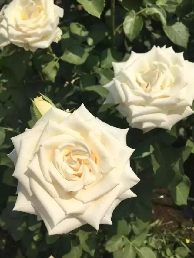 玫瑰月季和月季有区别吗,玫瑰月季如何区别品种图解