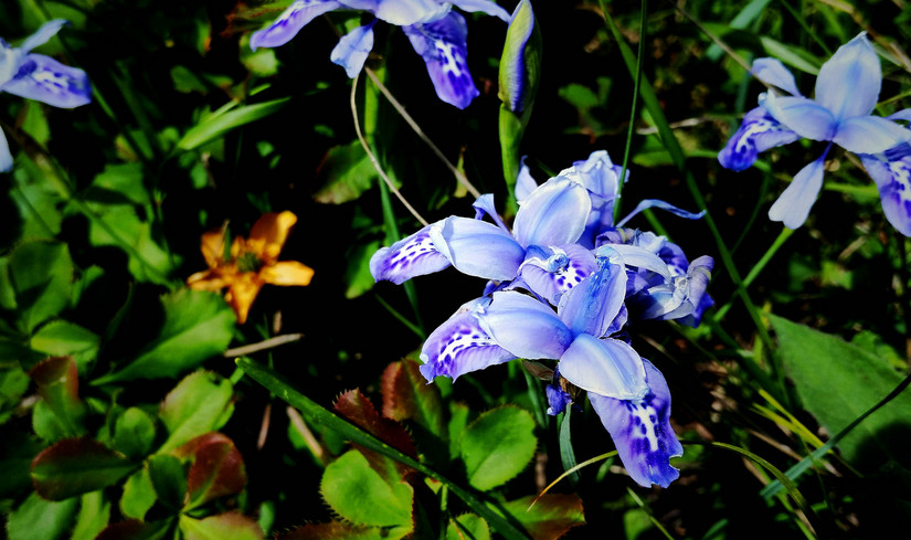 天华山-秦岭梁，又一条风景秀美的一日劲走线路