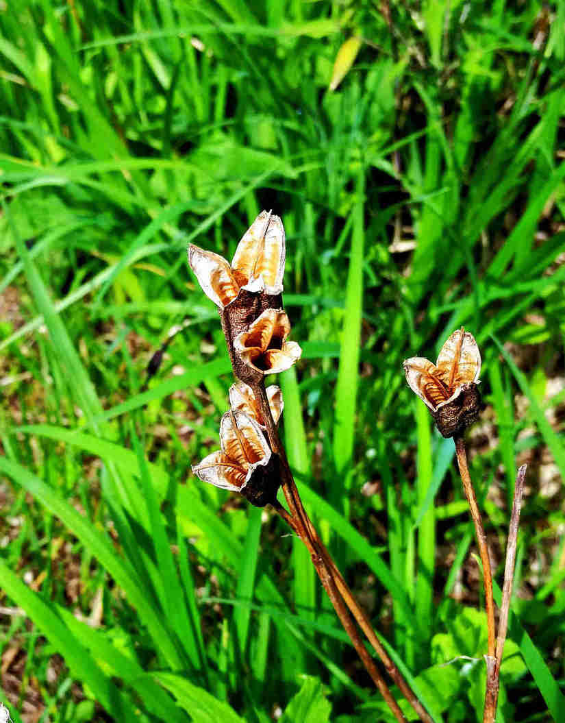 天华山-秦岭梁，又一条风景秀美的一日劲走线路