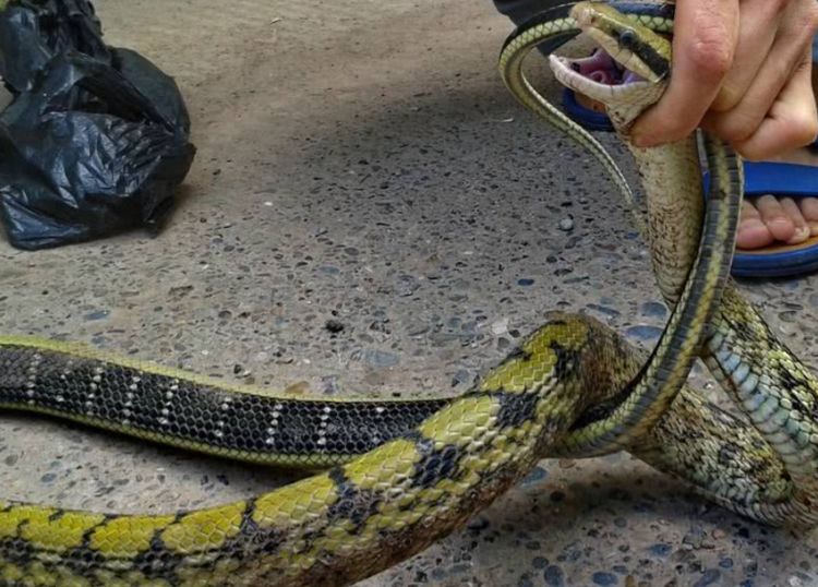 小伙开车撞死一条蛇,小伙开车遇到一条蛇