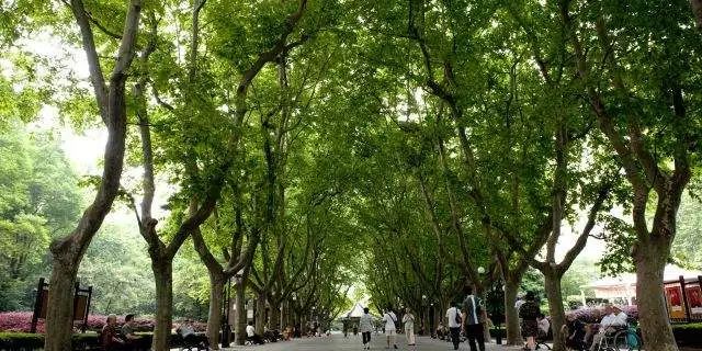 飞絮这么烦人能砍掉它们吗,襄阳市柳絮