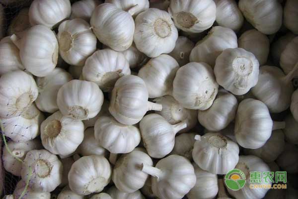 2018年5月11日大蒜价格行情:大蒜价格跌入低谷,后市行情如何?