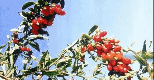 德国队最后绝杀瑞典,德国队绝杀瑞典回放