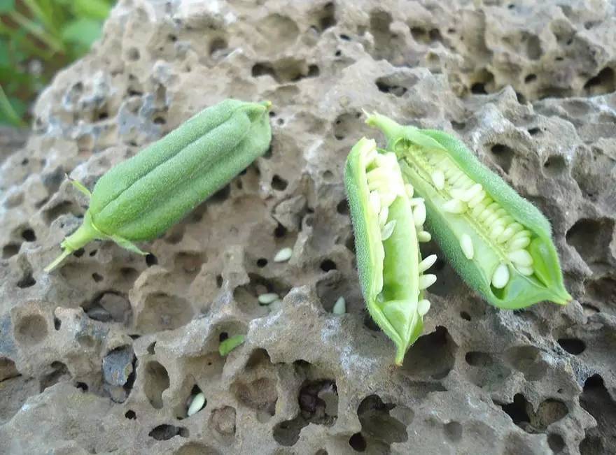 火龙果其实是多肉?猕猴桃开花好乘凉?