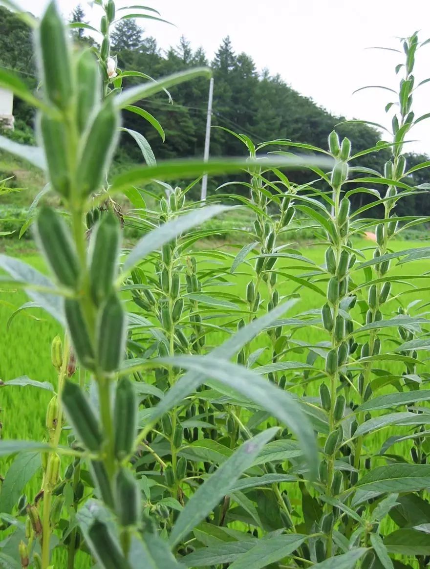 火龙果其实是多肉？猕猴桃开花好乘凉？