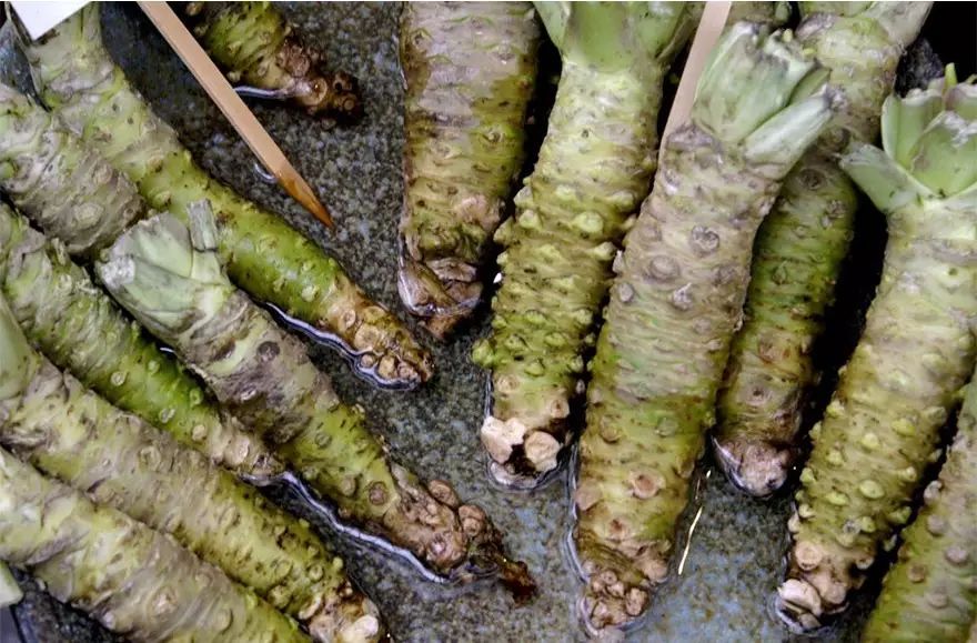 火龙果其实是多肉?猕猴桃开花好乘凉?