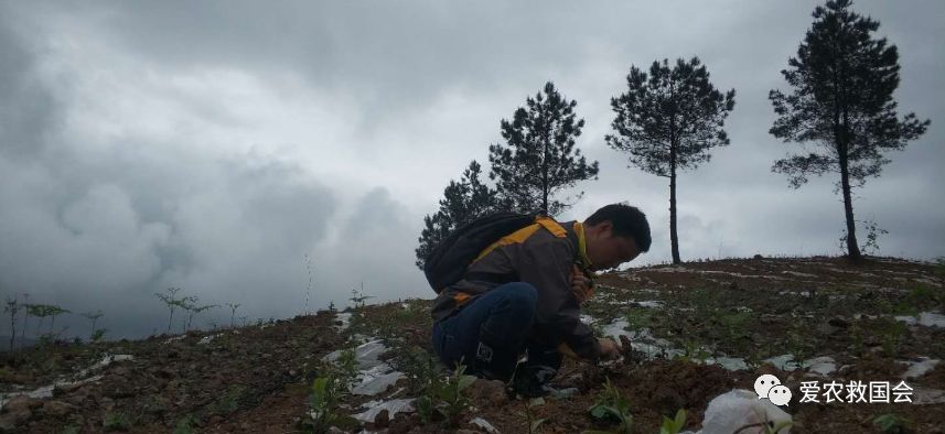 茶园里的害虫和益虫,茶园常见的两种害虫