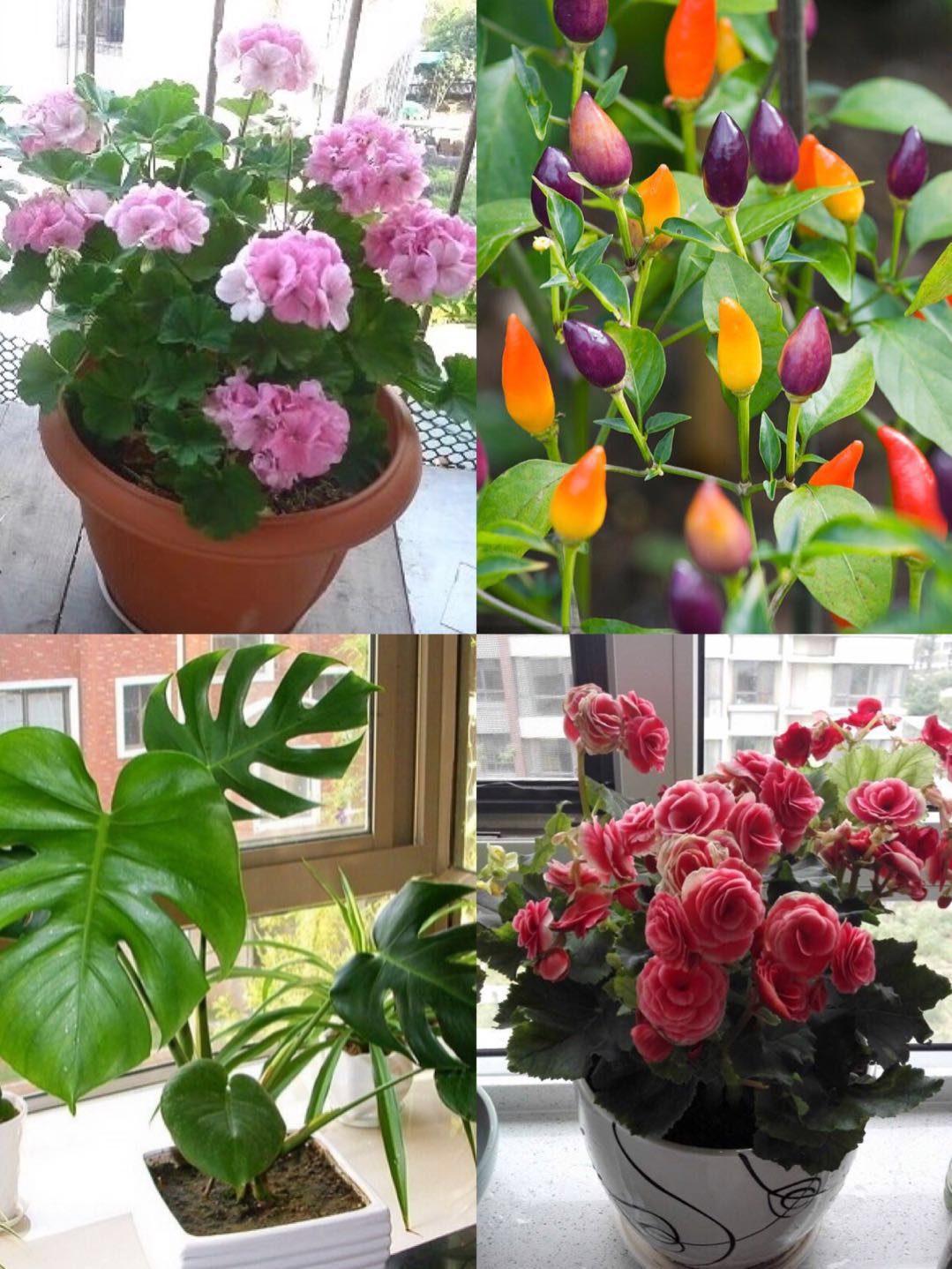 新手养花容易犯哪些错误如何避免,新手多肉养花小窍门方法