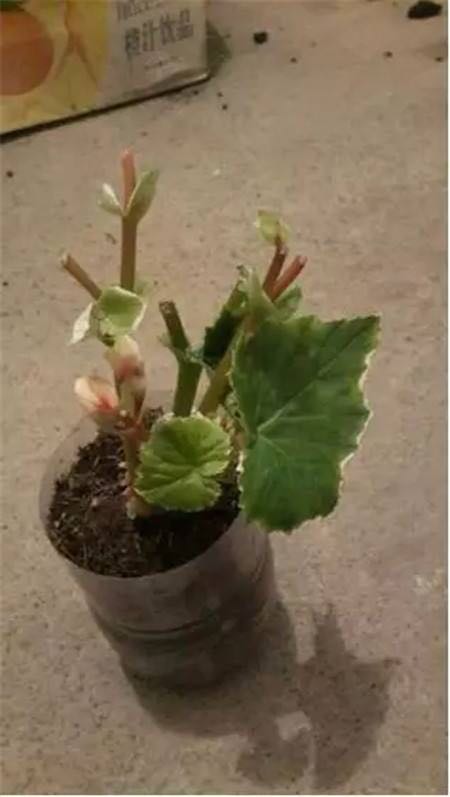 新手养花容易犯哪些错误如何避免,新手多肉养花小窍门方法