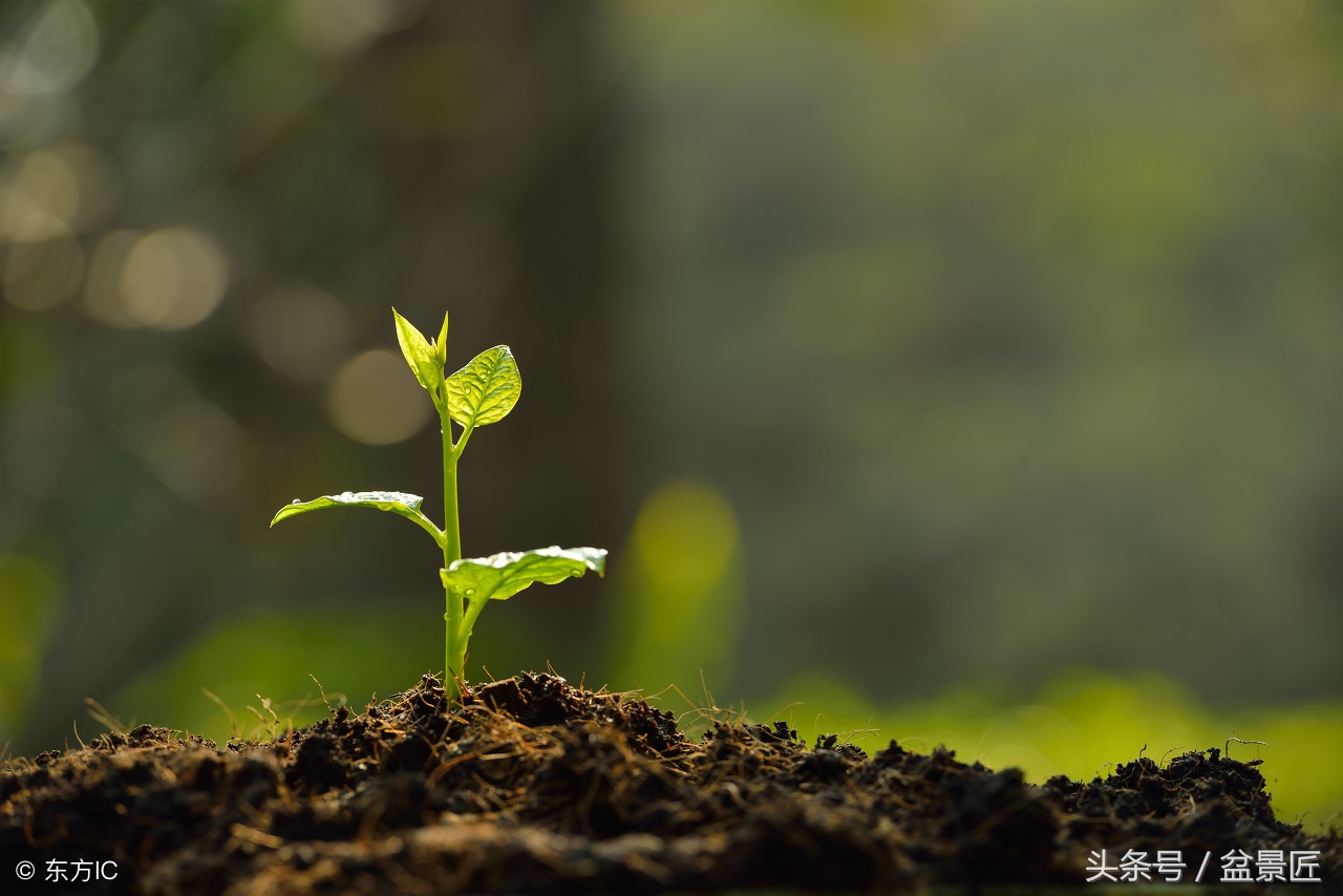 剩下的这些药，喂给花草，百毒不侵