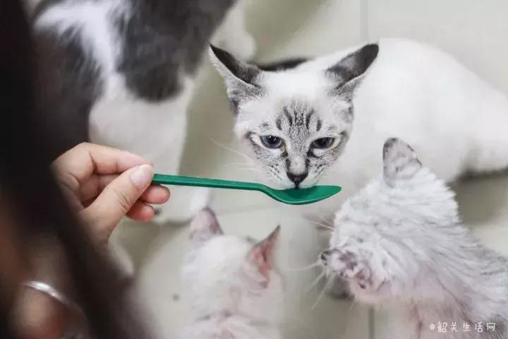 共享吸猫啦！藏身市区小巷内的这家撸猫馆，开门那刻，心就融化了