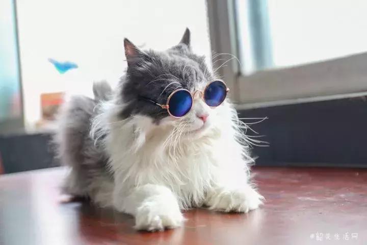 喂！妖妖灵吗？韶关这条巷子内有人聚众吸猫！已经有人沦陷了……