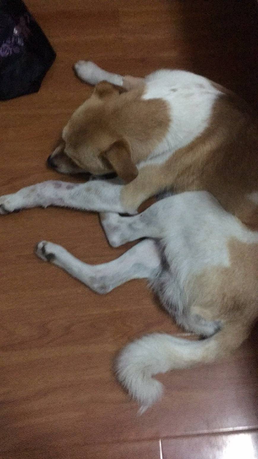 狗狗萎靡不振呕吐拉血是怎么回事,狗狗眼屎多萎靡不振趴着不动