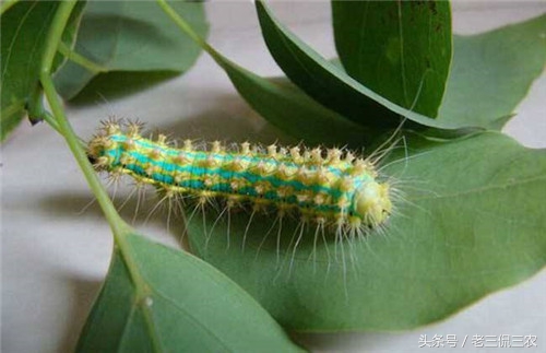 农村这种虫子有100多条腿你见过吗,农村最常见的毛毛虫