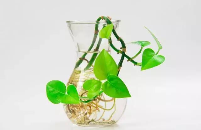 天热了怎么有效驱蚊子,天热驱蚊虫方法