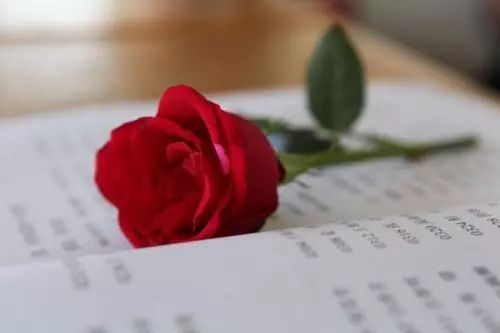 母亲节送花送啥花最合适,母亲节除了送花还能送什么学生党