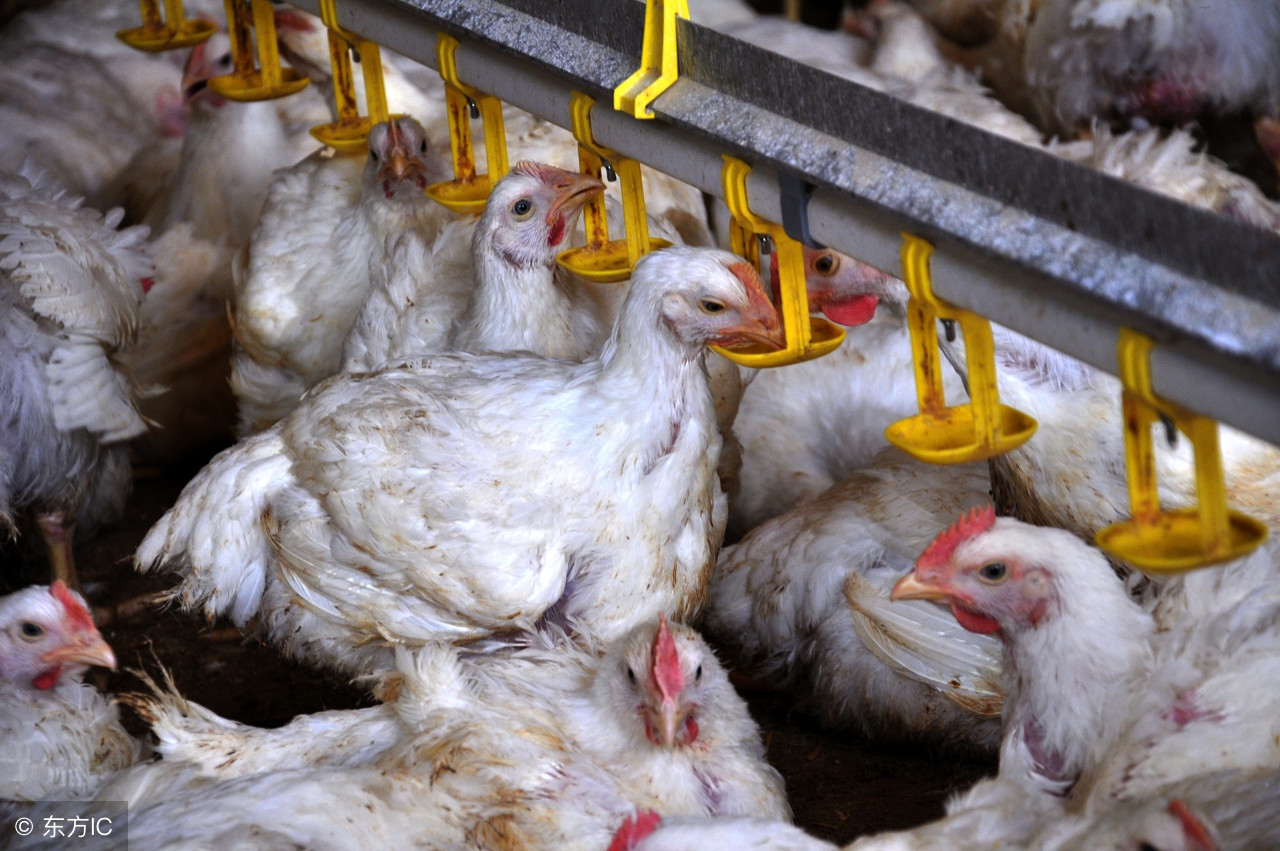 肉鸡养殖纯干货分享,毛肉鸡3.9元挣钱吗