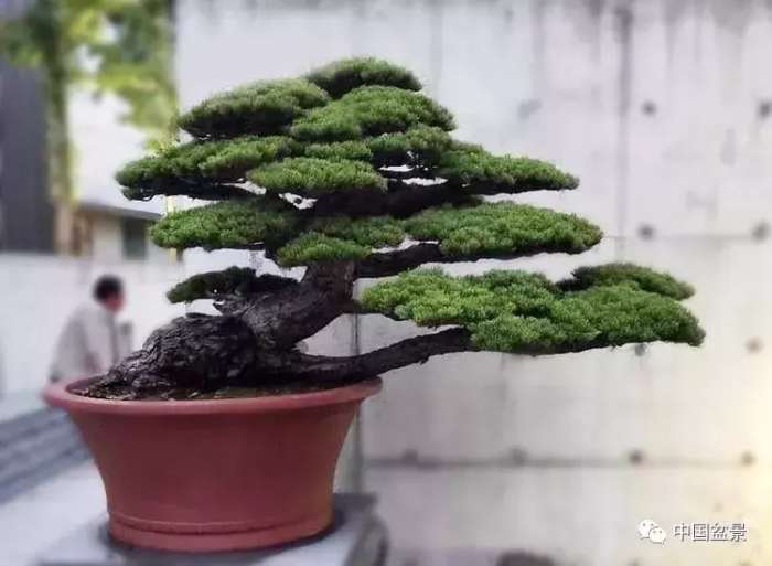 一本双杆式映山红盆景,一本双杆黄杨盆景制作全过程