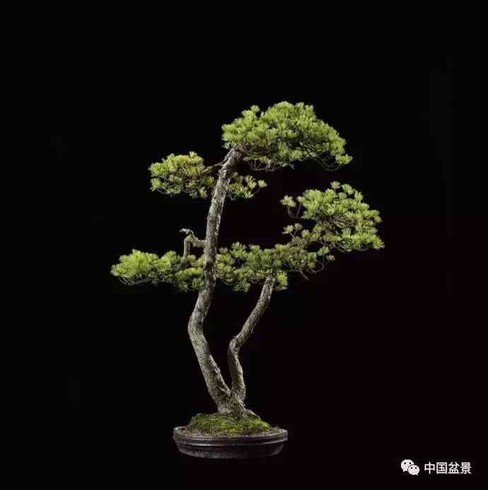 一本双杆式映山红盆景,一本双杆黄杨盆景制作全过程