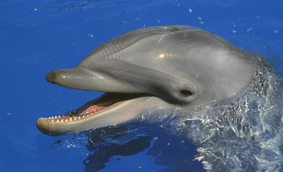 鸟与豚，高智商动物群像