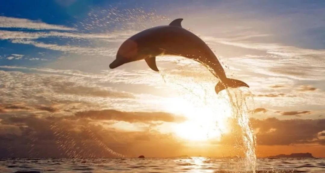 鸟和人类基因相似度多少,鸟和猫的智商哪个高