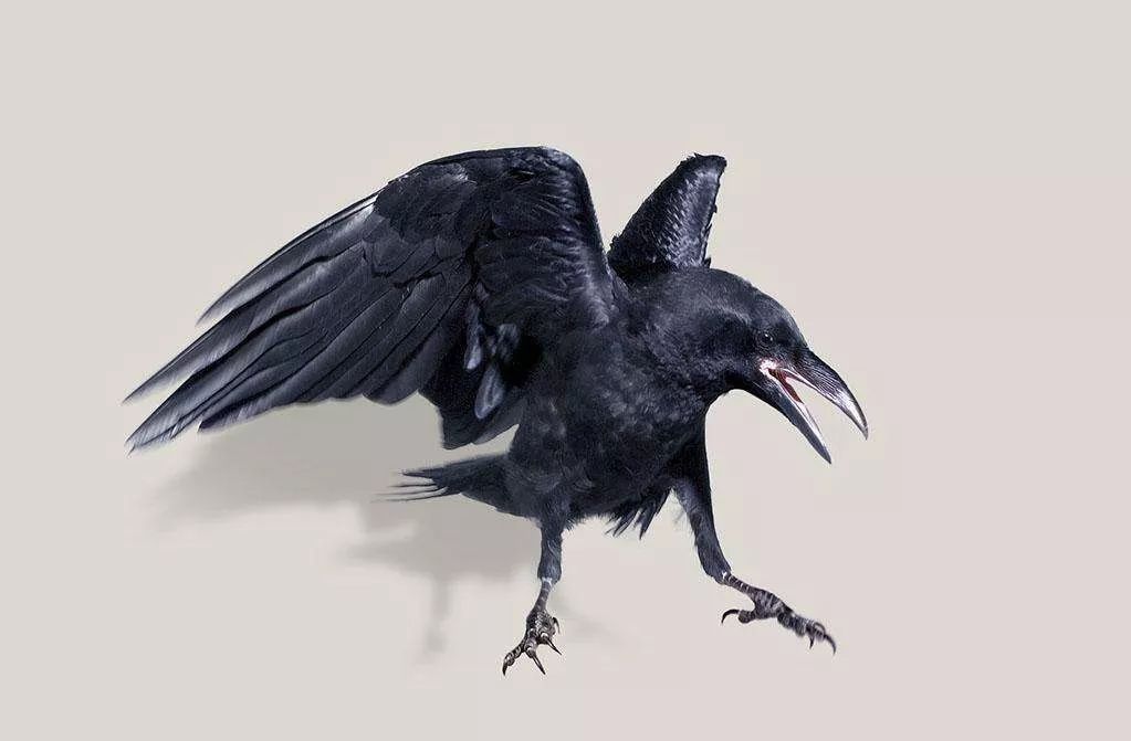 鸟与豚，高智商动物群像