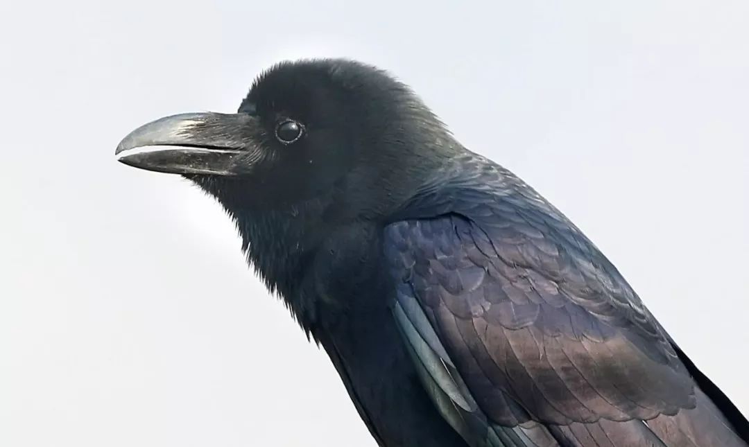 鸟和人类基因相似度多少,鸟和猫的智商哪个高