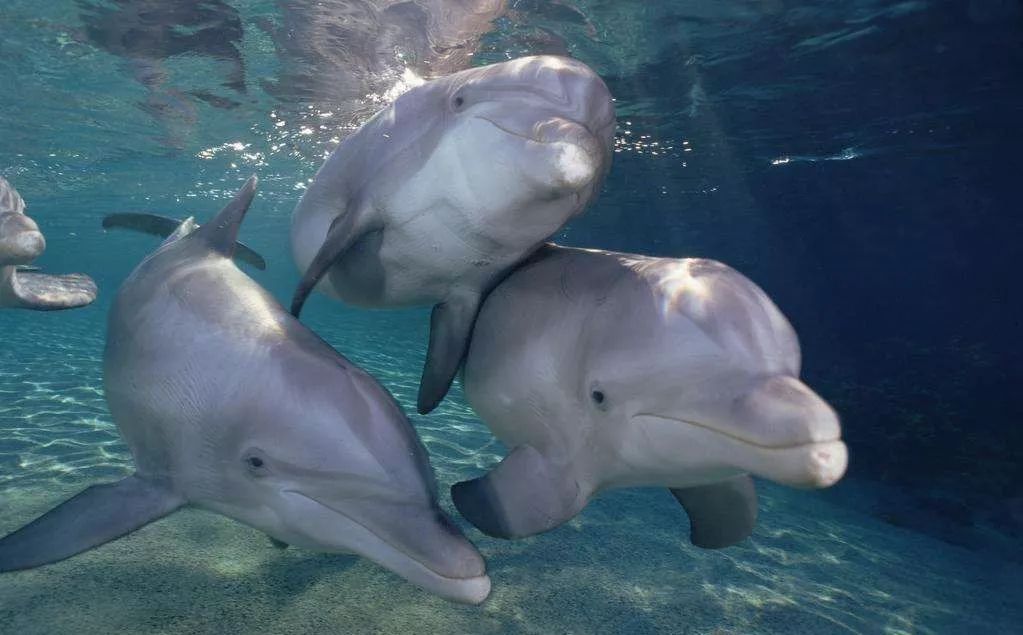 鸟和人类基因相似度多少,鸟和猫的智商哪个高