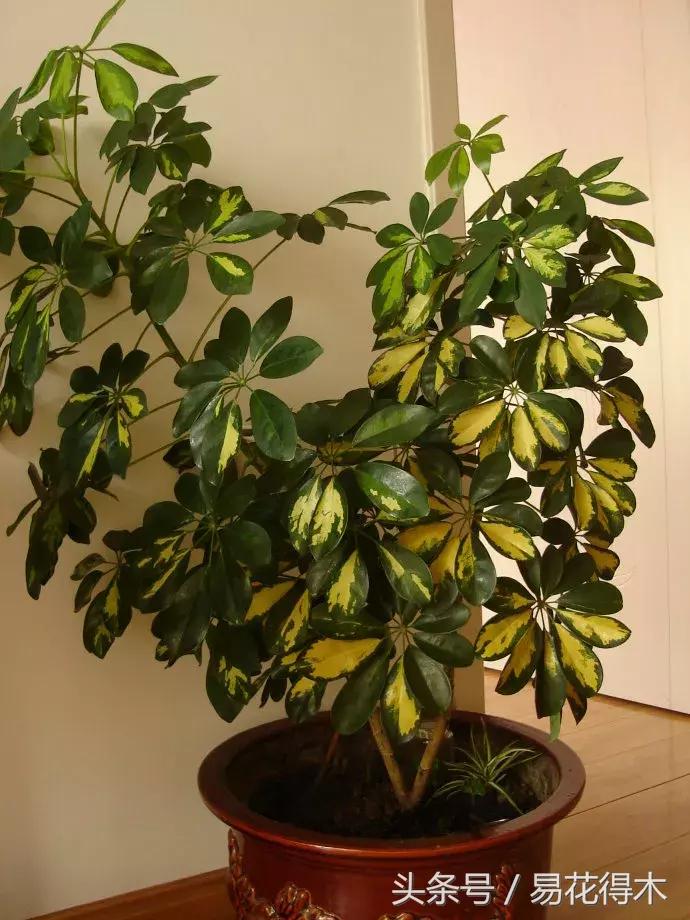 鹅掌柴和鸭脚木的区别,鹅掌柴养护