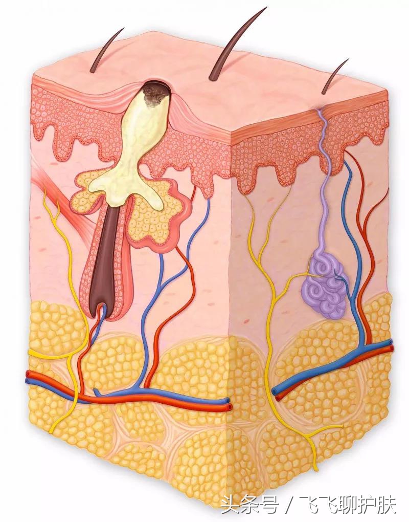 大概只有自己最清楚为什么长痘,各种痘痘类型都是如何产生的