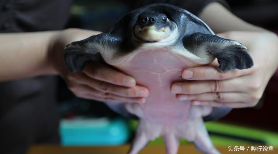 在鱼缸里养猪鼻龟,在鱼缸里面养的猪鼻龟