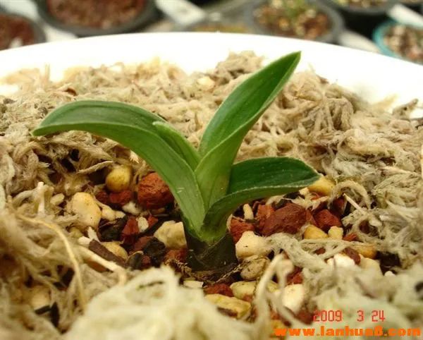 矮种必备的七个条件