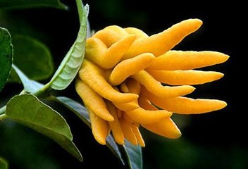 易读错中药名看看你认识几种,这些高雅中药名的真面目你知道吗