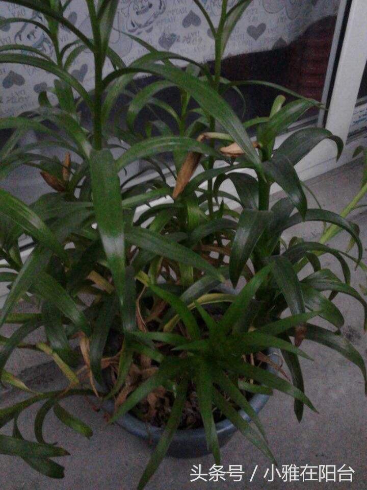 百合花怎么养才能长得茂盛开花,百合花怎么养才能第二年开花