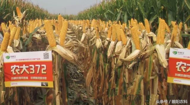 玉米未来的市场前景如何,当前玉米品种最好的是哪个