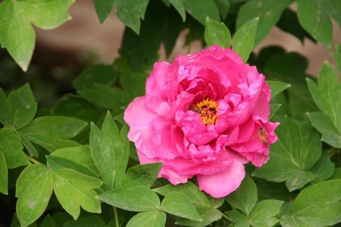 沈阳世博园2024年五一节有花展吗,沈阳世博园牡丹花展2020