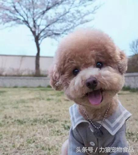 狗狗跑到床上尿尿该惩罚吗,狗狗为啥突然开始在主人床上尿泡