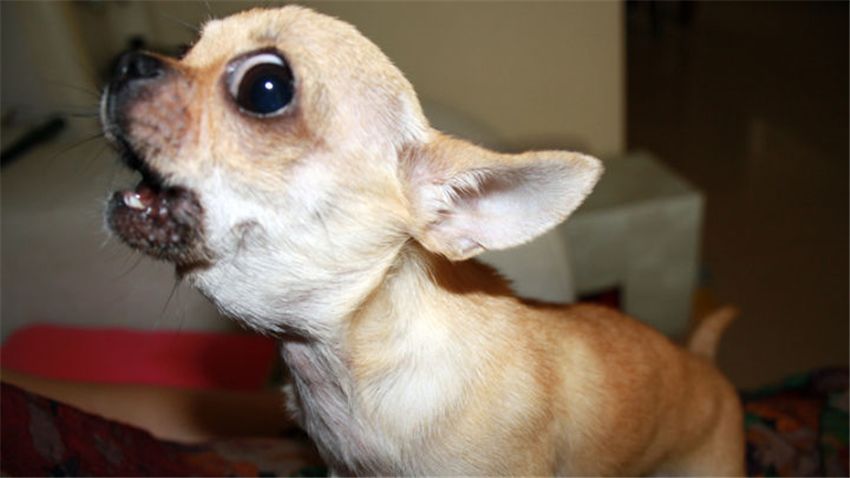 适合有洁癖的人养的狗,想养狗但是有洁癖怎么办