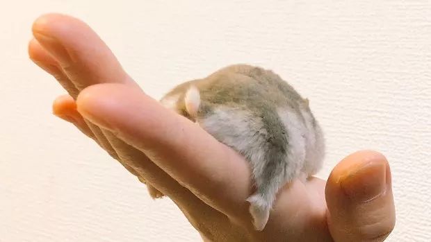 最可爱的仓鼠直接萌化了心,盘点那些白白胖胖的可爱小仓鼠