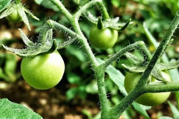 都叫芸苔素内酯，为什么差别那么大？应该正确认识！