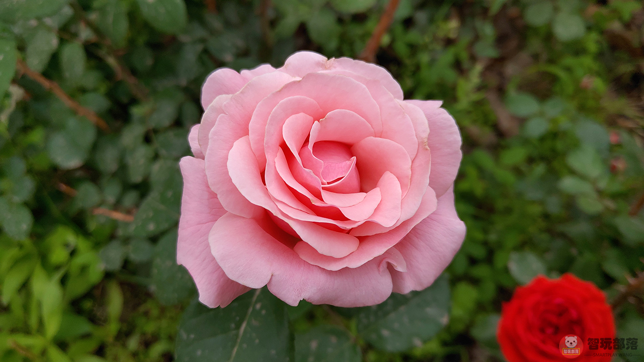 坚果r1客观评价,坚果r1评测爱否科技