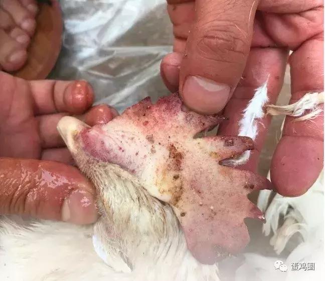 一例蛋鸡场夏秋常见白冠病例(住白细胞原虫病例)分享