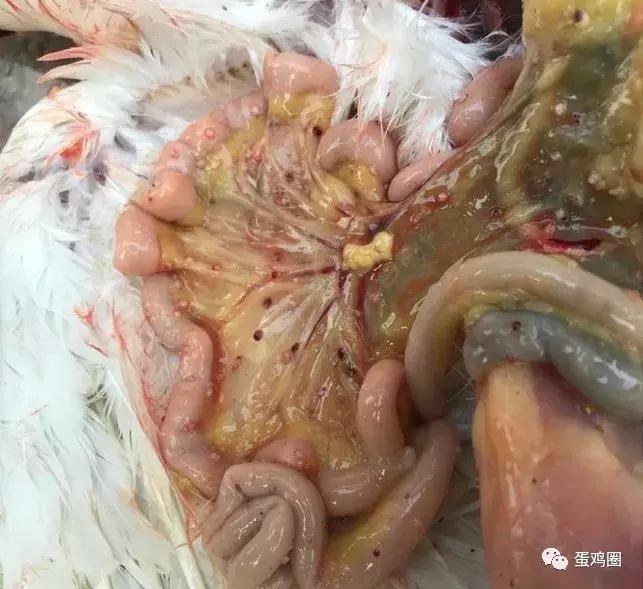 一例蛋鸡场夏秋常见白冠病例(住白细胞原虫病例)分享