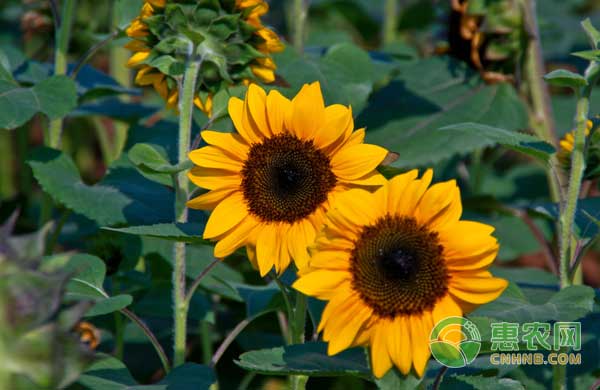 2023葵花籽市场行情分析,2021年10月5日葵花籽行情